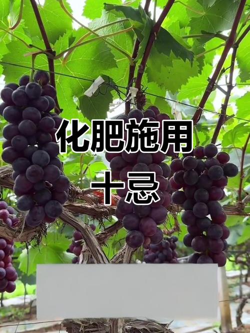 葡萄種植化肥使用十大禁忌 避免踩坑，才能提質(zhì)增產(chǎn)